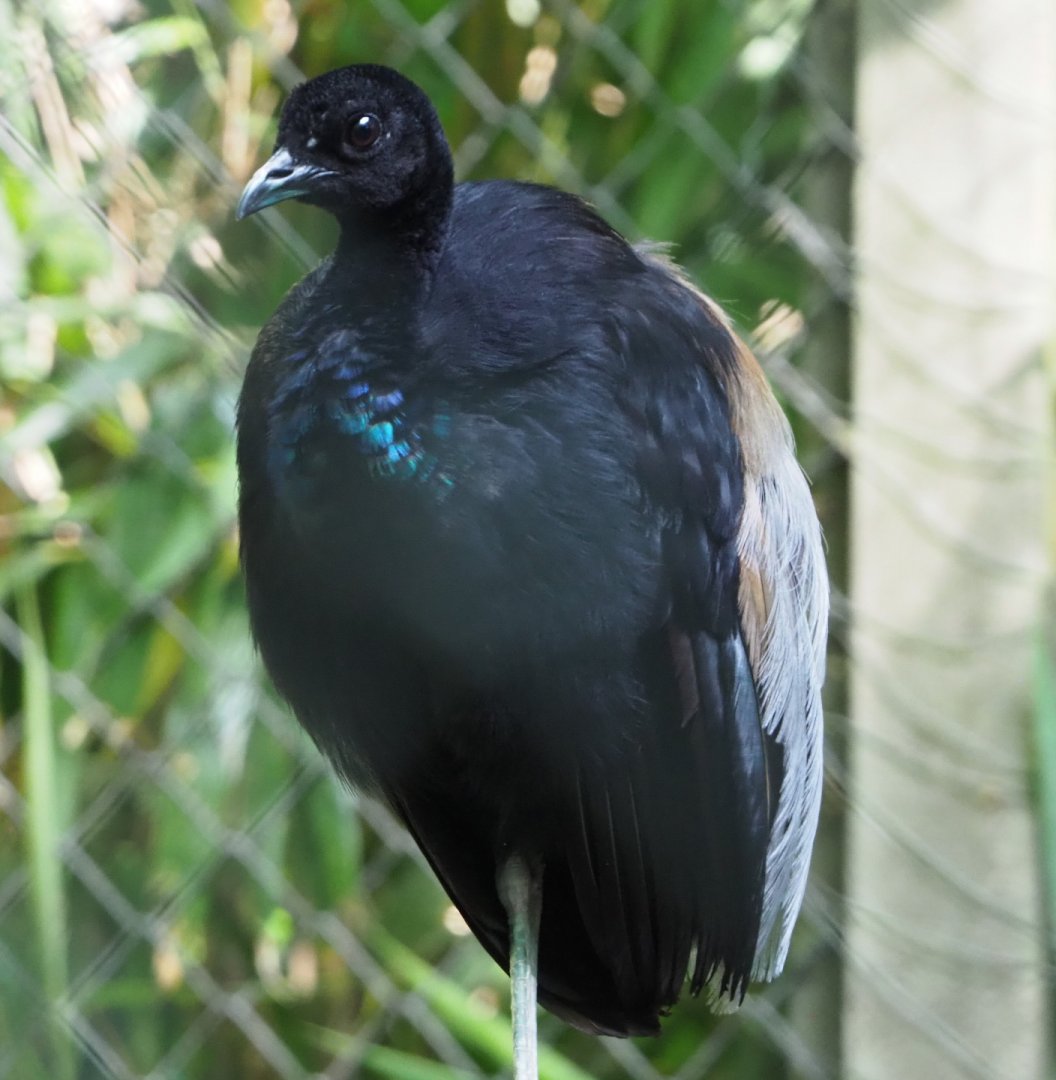Grey-winged trumpeter (Psophia crepitans), 2020-06-12