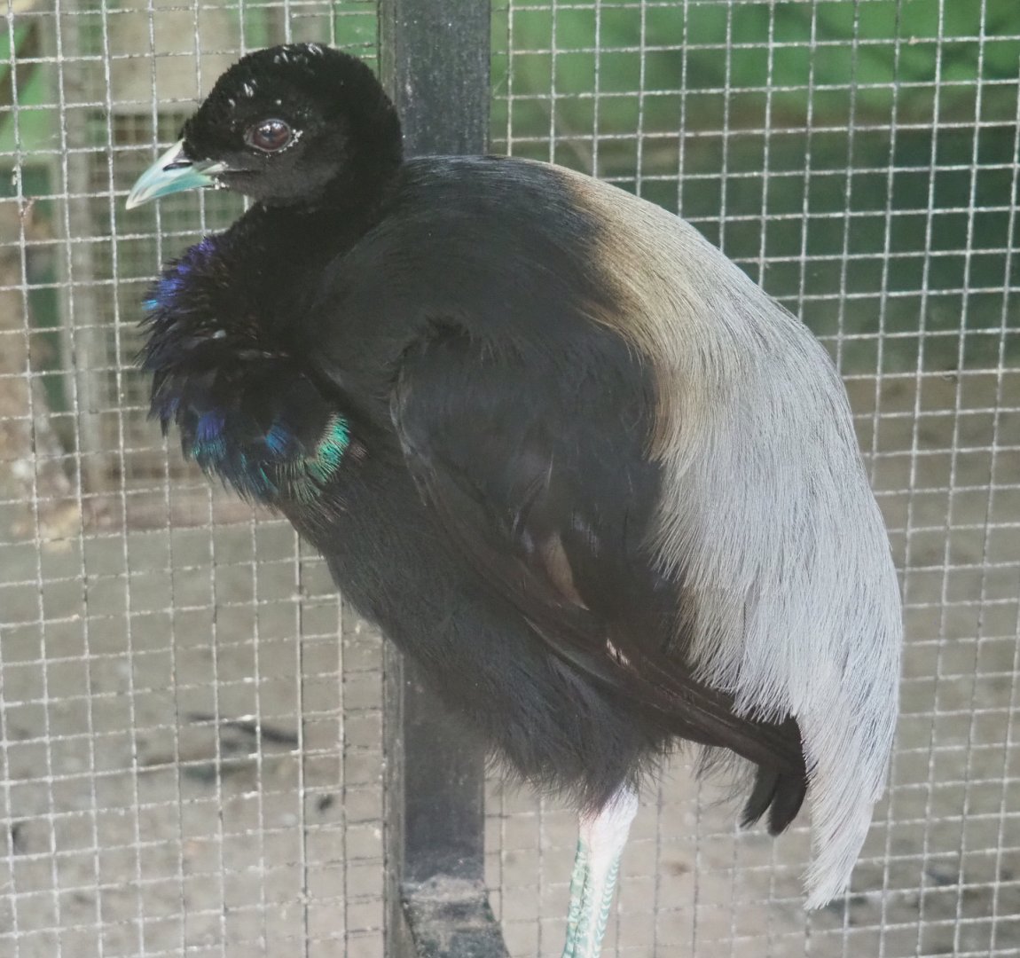 Grey-winged trumpeter (Psophia crepitans), 2020-06-20