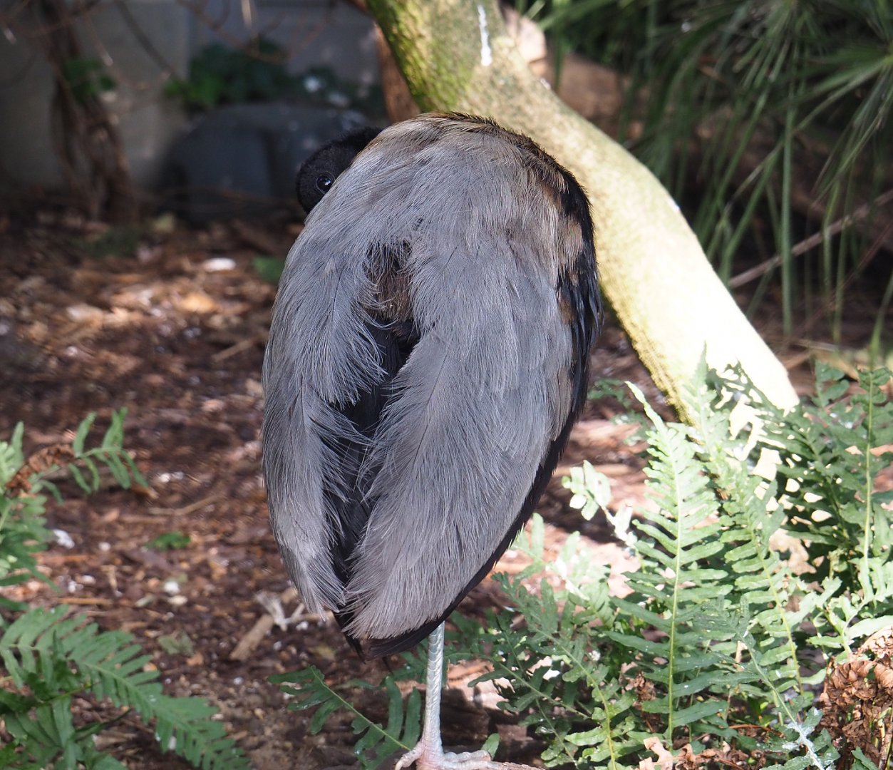 Grey-winged trumpeter (Psophia crepitans), 2020-09-20