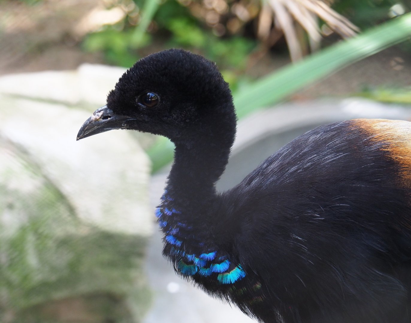 Grey-winged trumpeter (Psophia crepitans), 2021-07-17