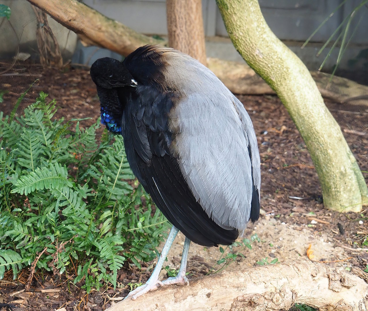 Grey-winged trumpeter (Psophia crepitans), 2022-10-29