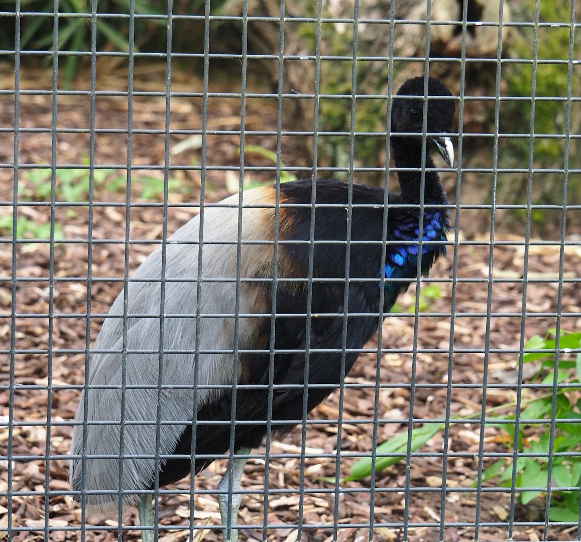 Grey-winged trumpeter (Psophia crepitans), 2023-07-02