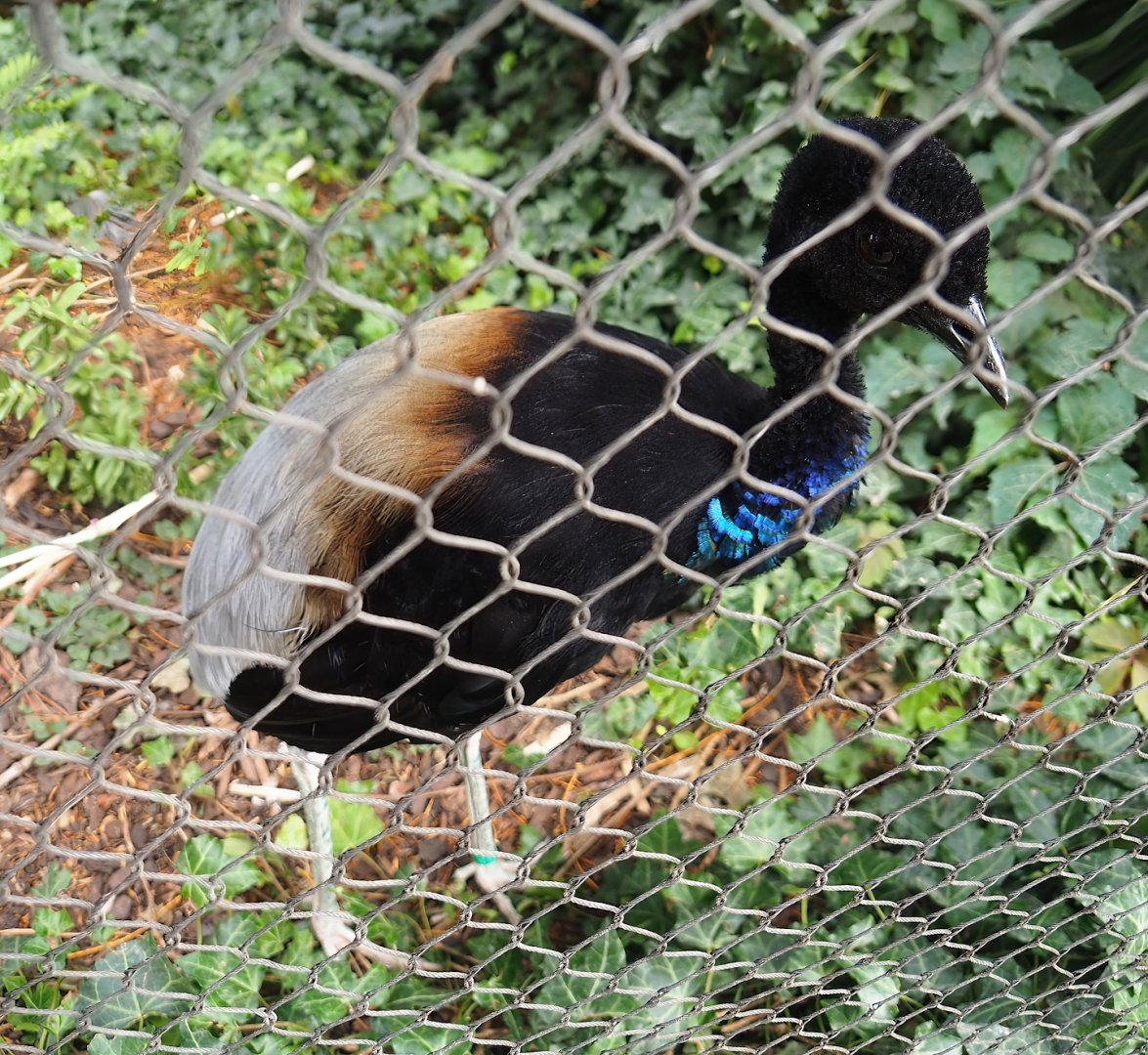 Grey-winged trumpeter (Psophia crepitans), 2023-07-22