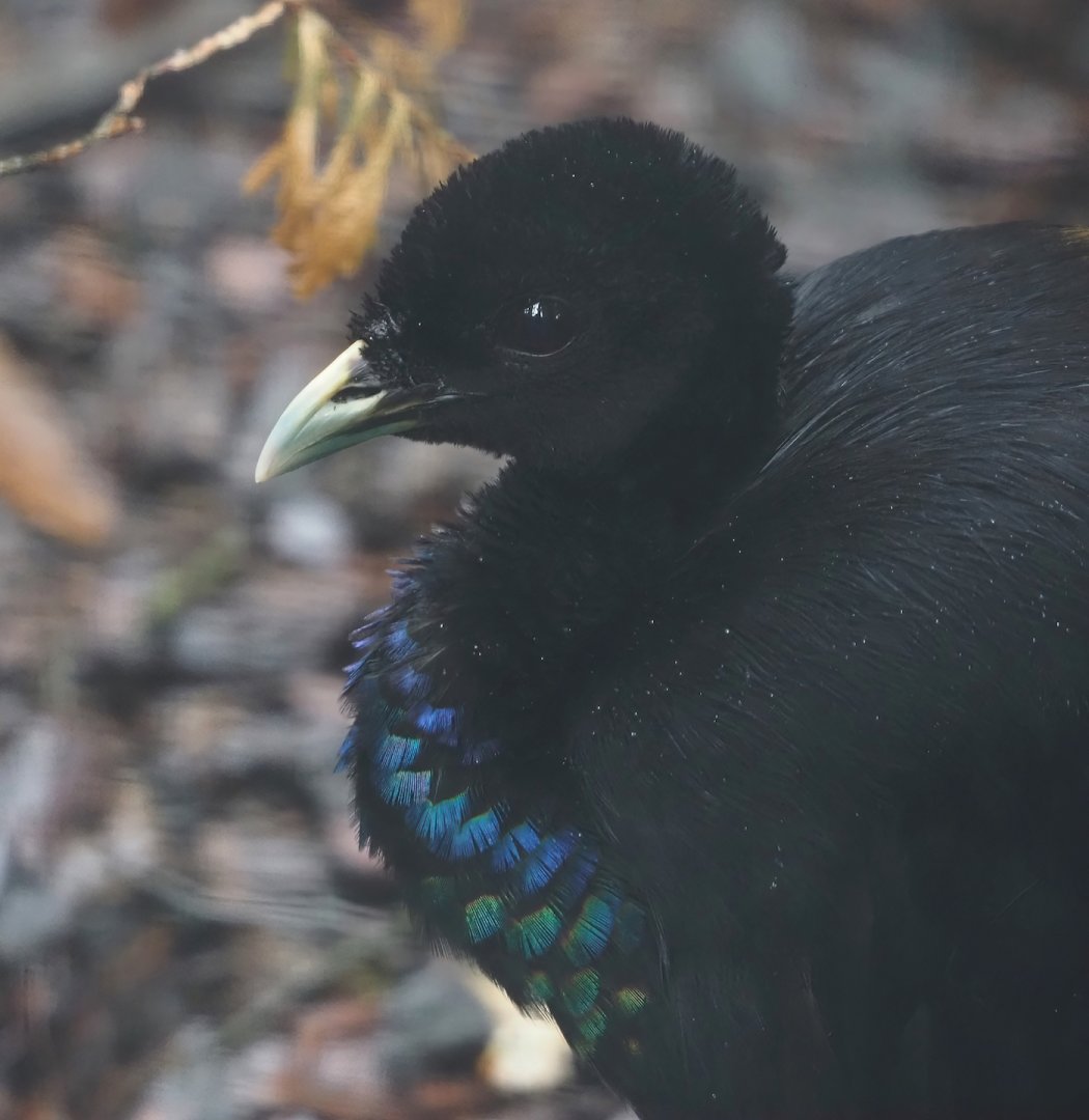 Grey-winged trumpeter (Psophia crepitans), 2024-05-22