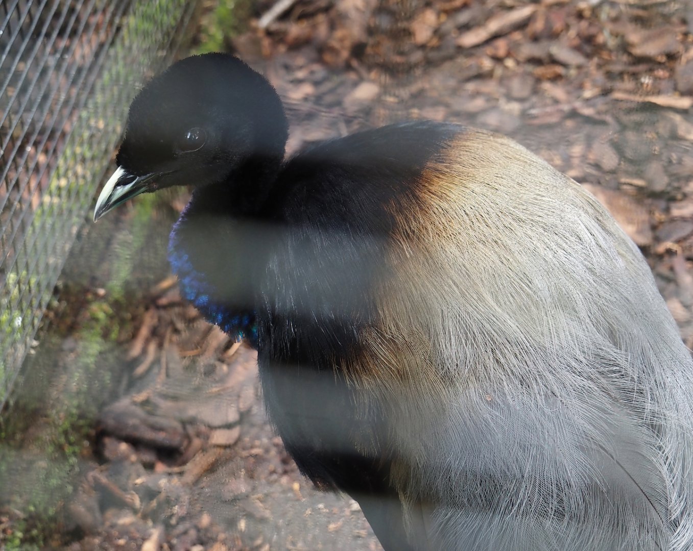 Grey-winged trumpeter (Psophia crepitans), 2024-05-23