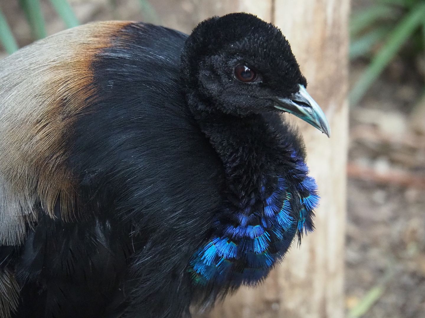 Grey-winged trumpeter (Psophia crepitans), Aug 28th, 2018
