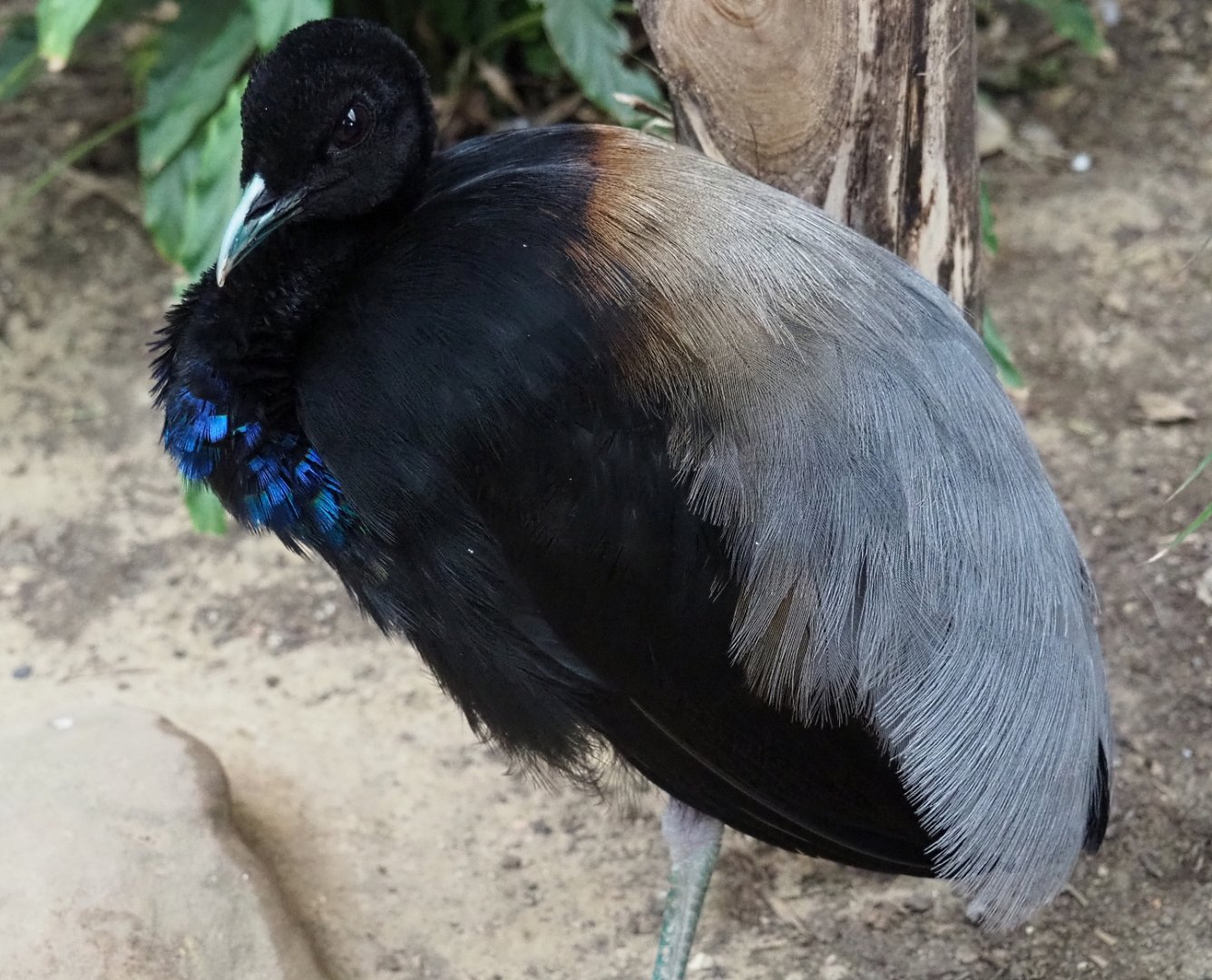 Grey-winged trumpeter (Psophia crepitans), Aug 28th, 2018