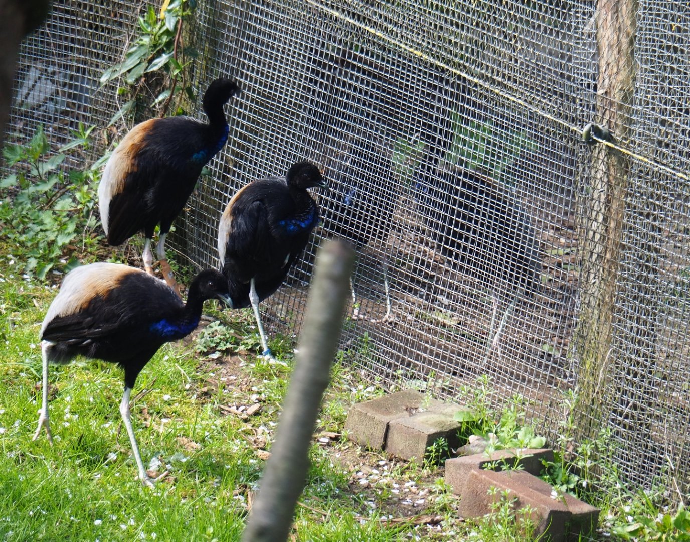 Grey-winged trumpeter (Psophia crepitans) flocks interacting through the mesh, 2019-03-30