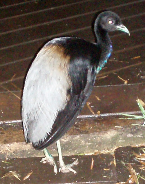 Grey-winged Trumpeter (Psophia crepitans)
