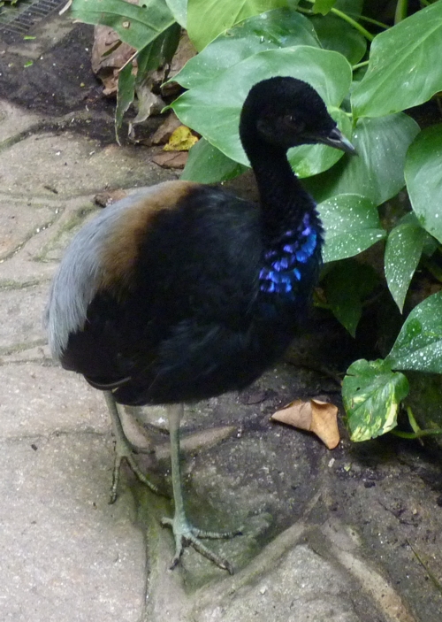 Grey-winged trumpeter (Psophia crepitans)