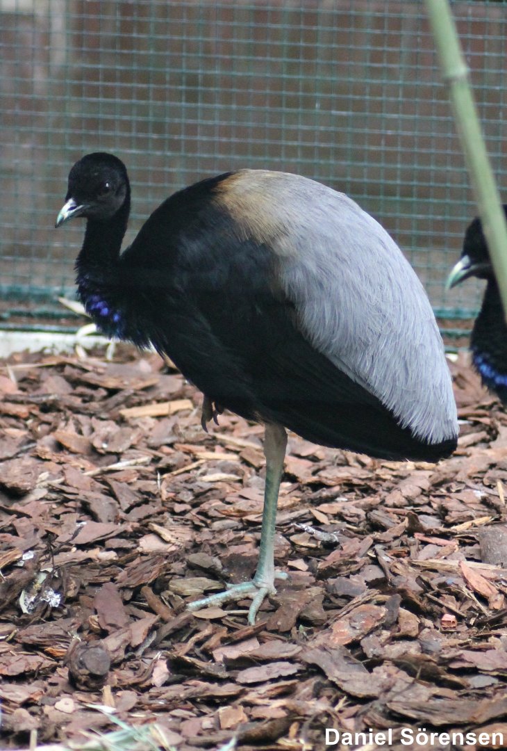 Grey-winged trumpeter (Psophia crepitans)