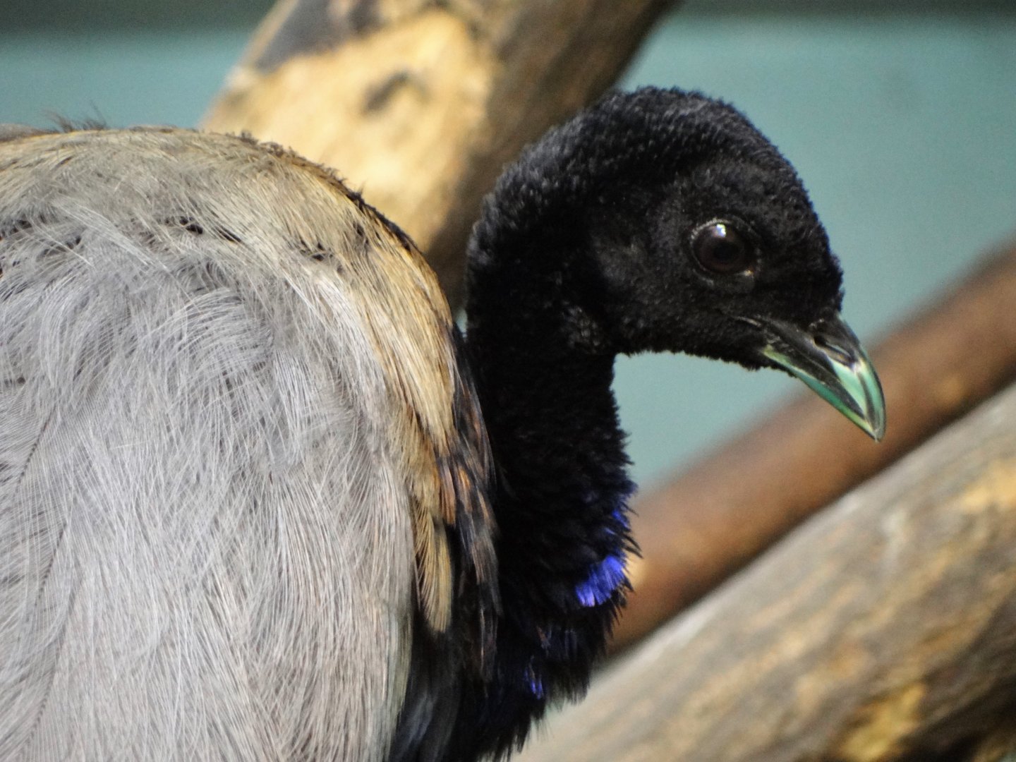 Grey-winged trumpeter (Psophia crepitans)