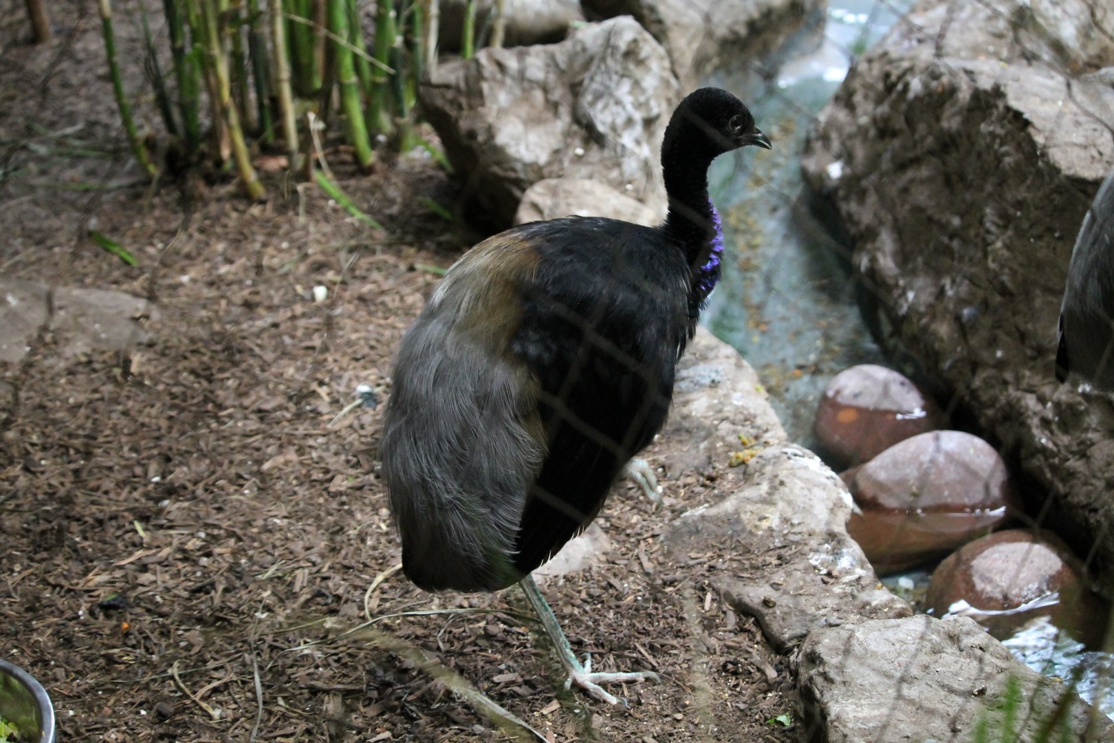 Grey winged trumpeter (Psophia crepitans)