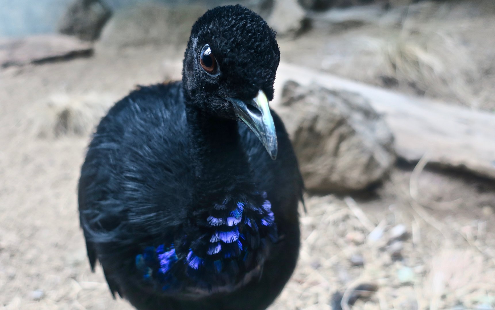 Grey-Winged Trumpeter (Psophia crepitans)