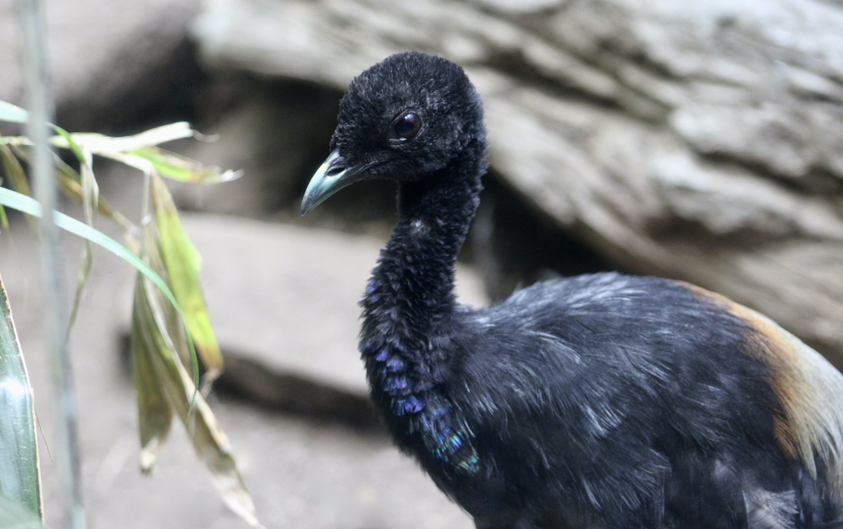 Grey-Winged Trumpeter (Psophia crepitans)
