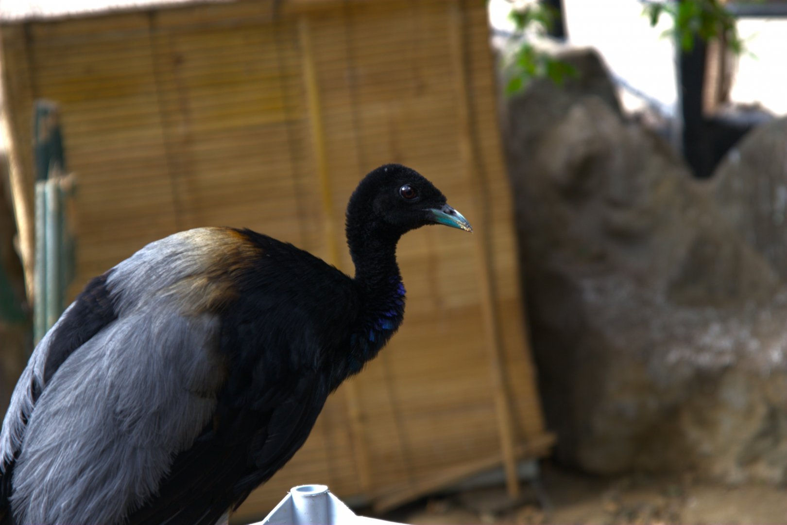 Grey-winged Trumpeter (Psophia crepitans)
