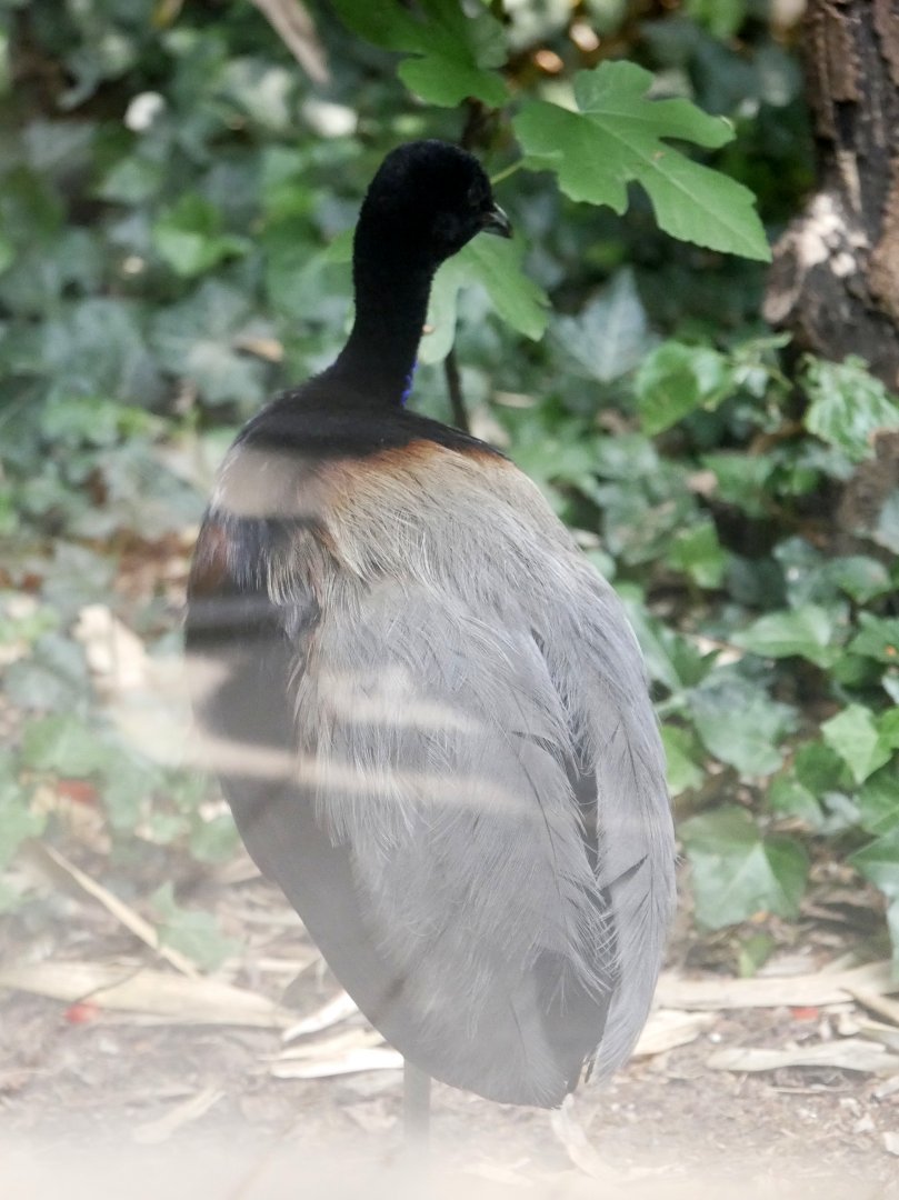Grey-winged trumpeter (Psophia crepitans)