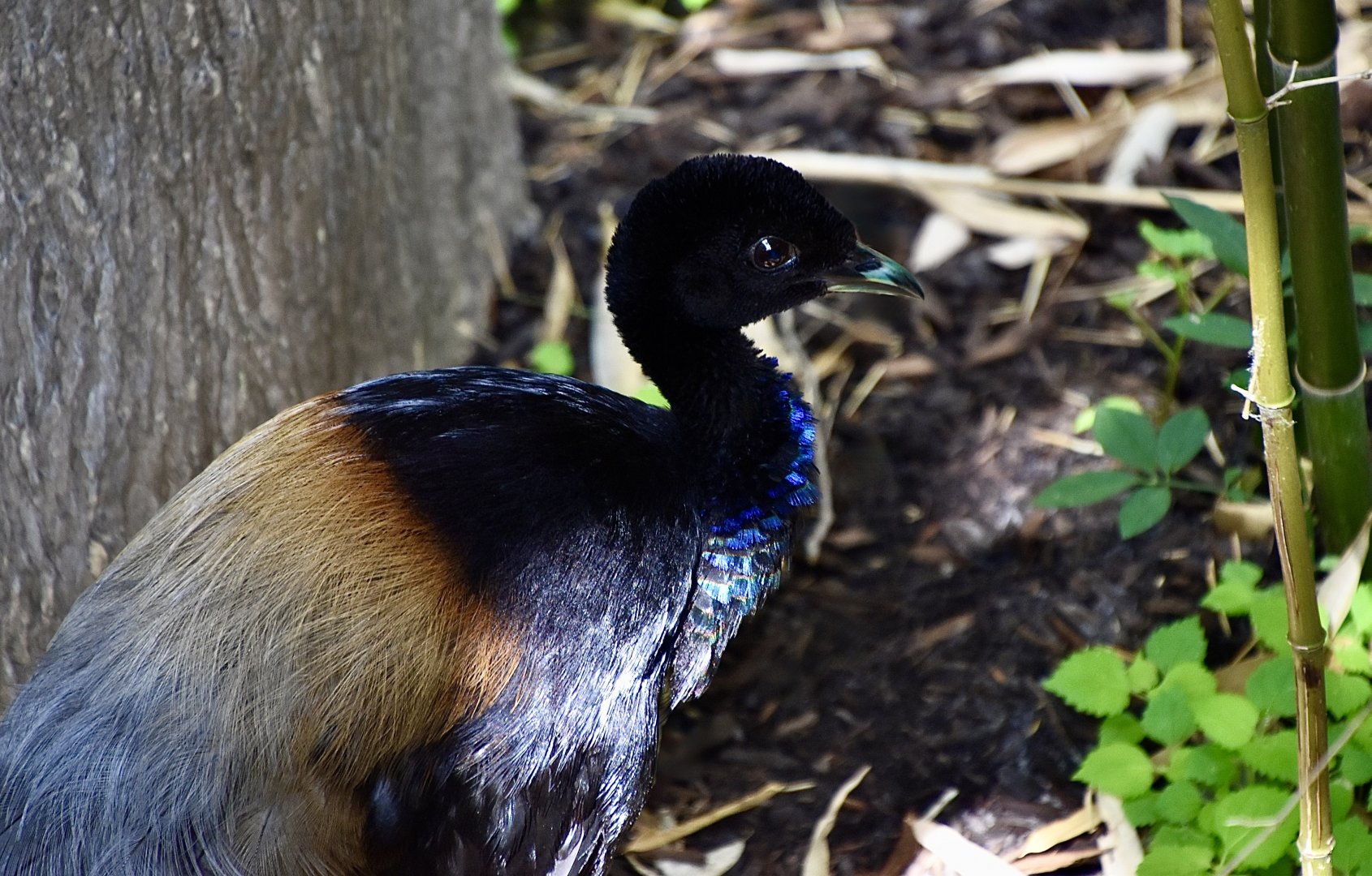 Grey-Winged Trumpeter (Psophia crepitans)
