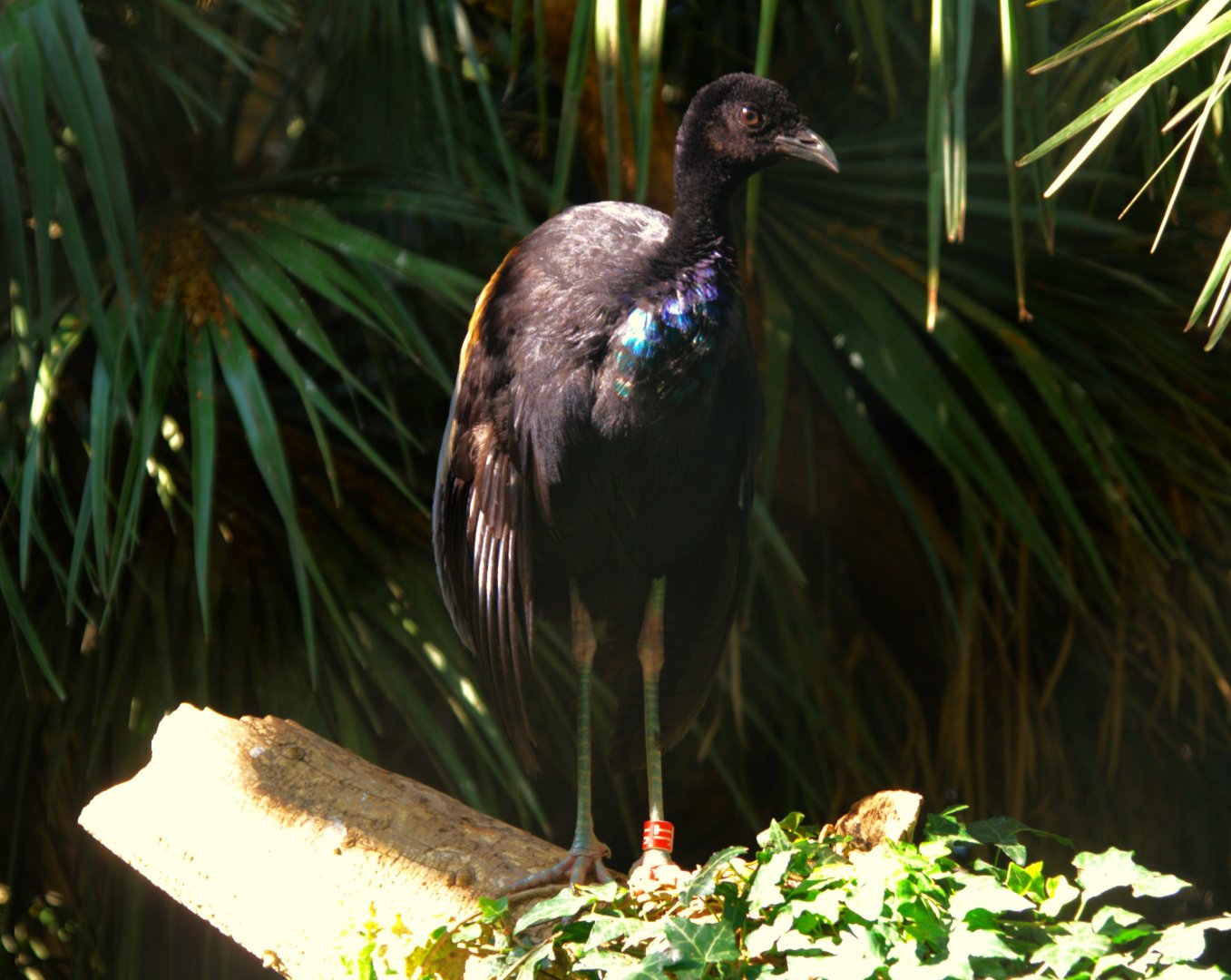 Grey-Winged Trumpeter (Psophia crepitans)