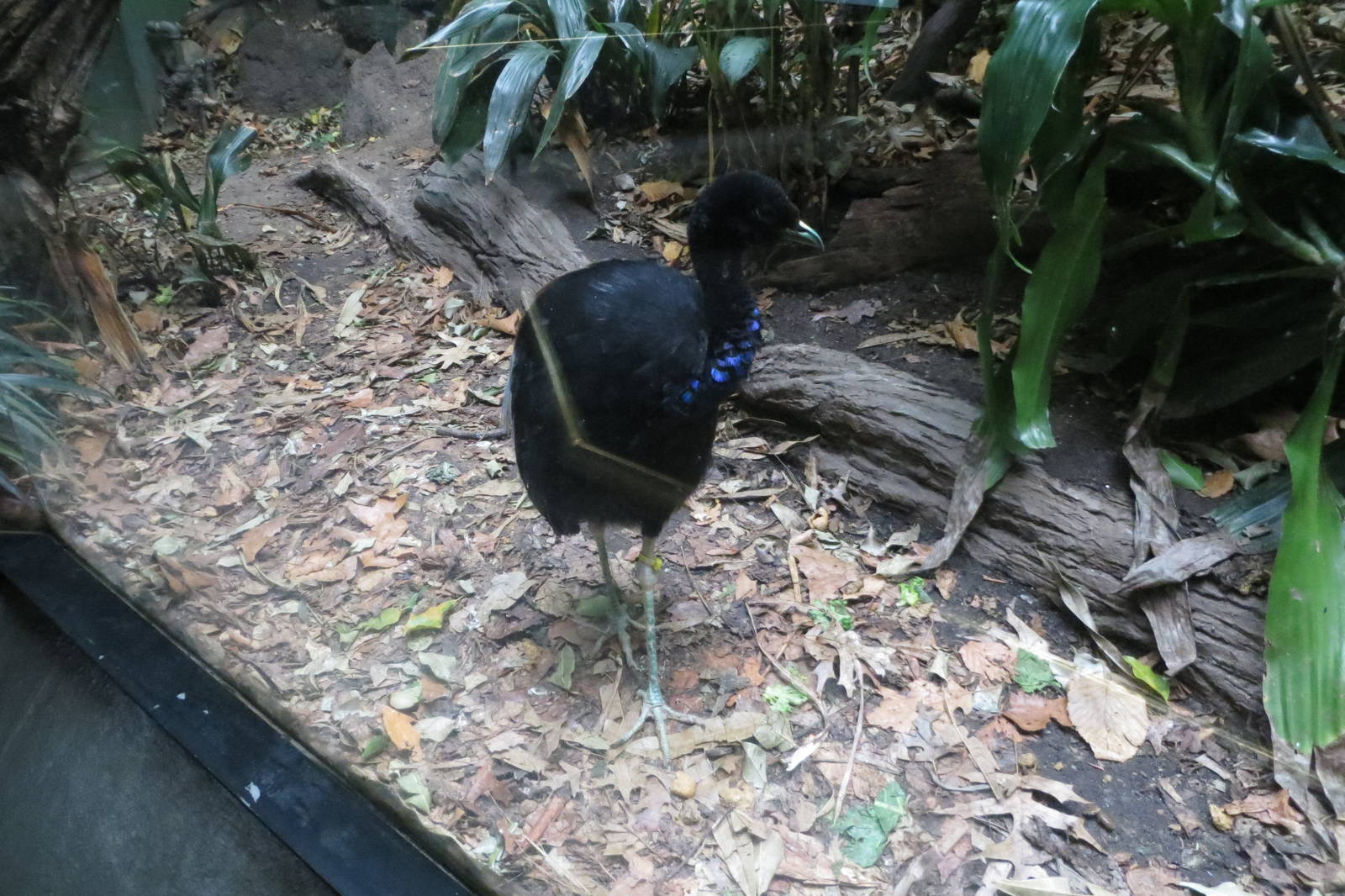 Grey-winged Trumpeter - World of Birds 031215