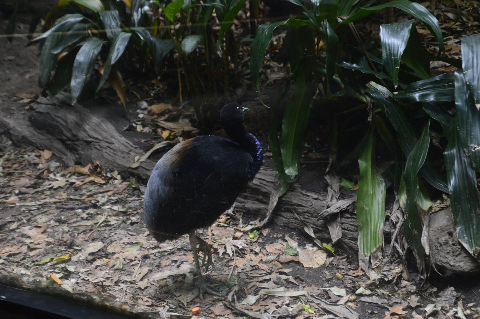 Grey-winged Trumpeter - World of Birds 031215