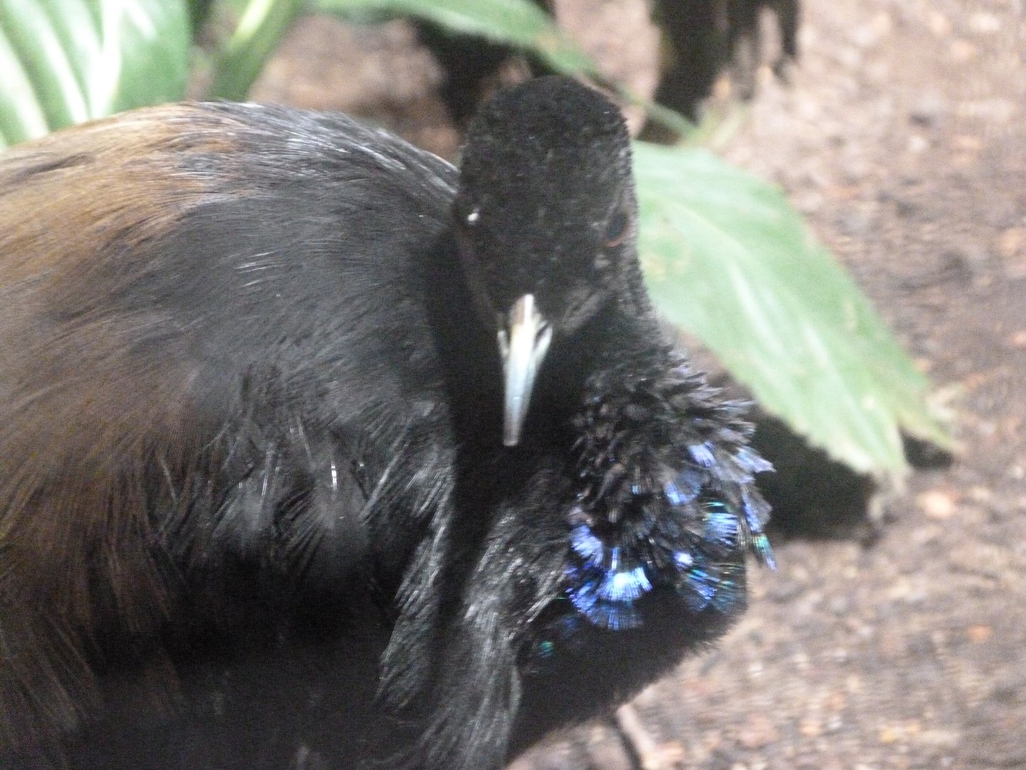 Grey-winged trumpeter -Zoologischer Garten Berlin (2024)