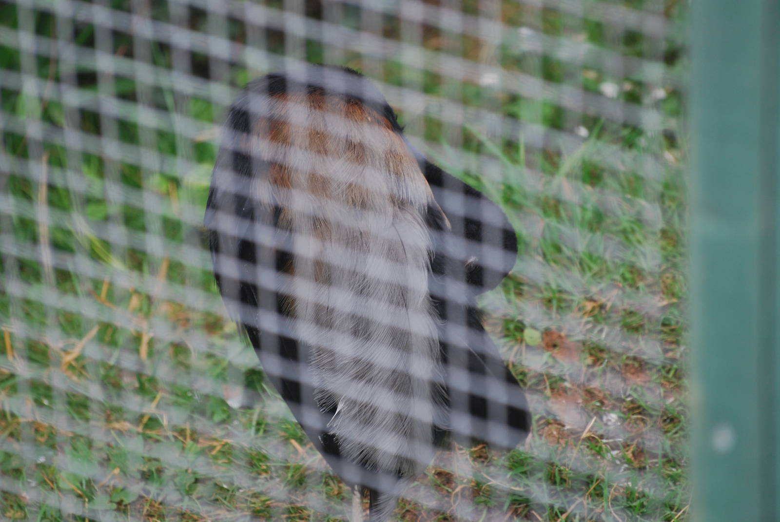 Grey-winged trumpeter