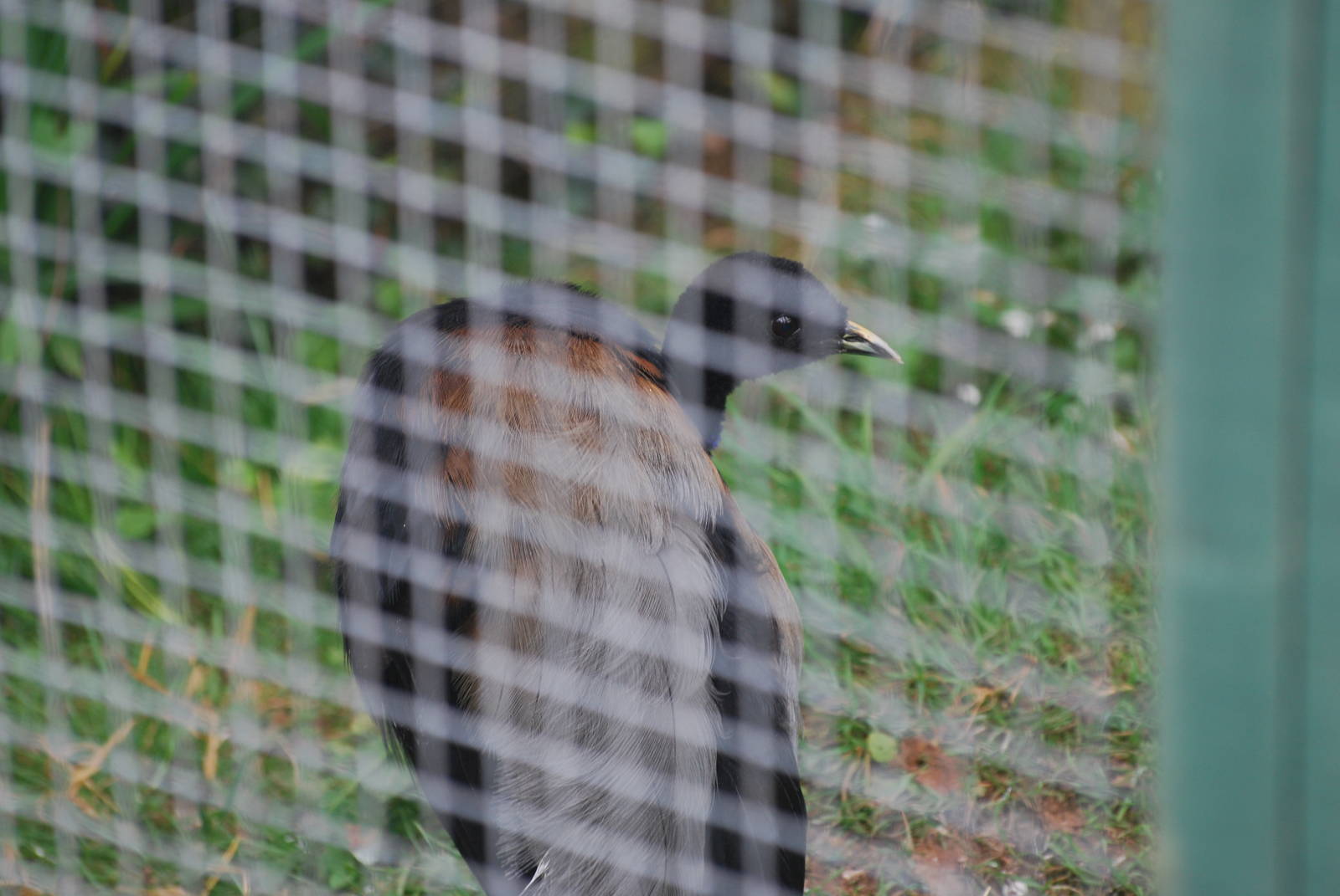 Grey-winged trumpeter