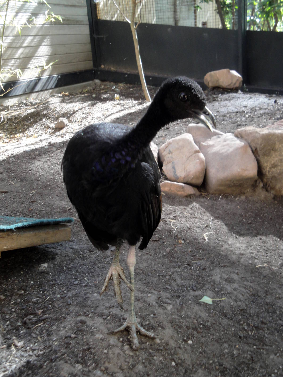 Grey-winged Trumpeter