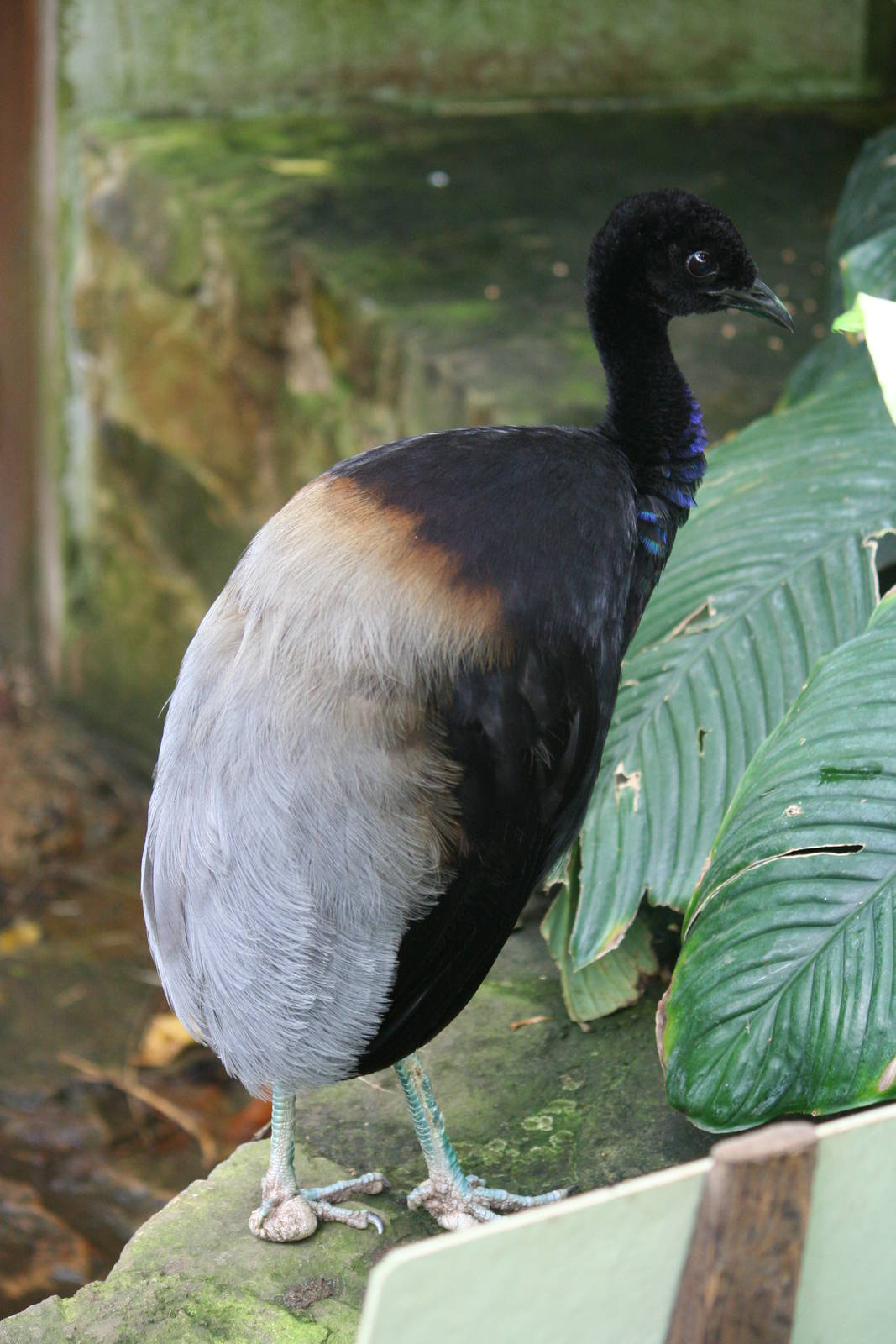 Grey-winged trumpeter