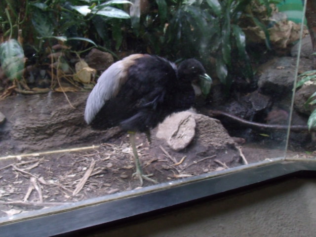 Grey-Winged Trumpeter