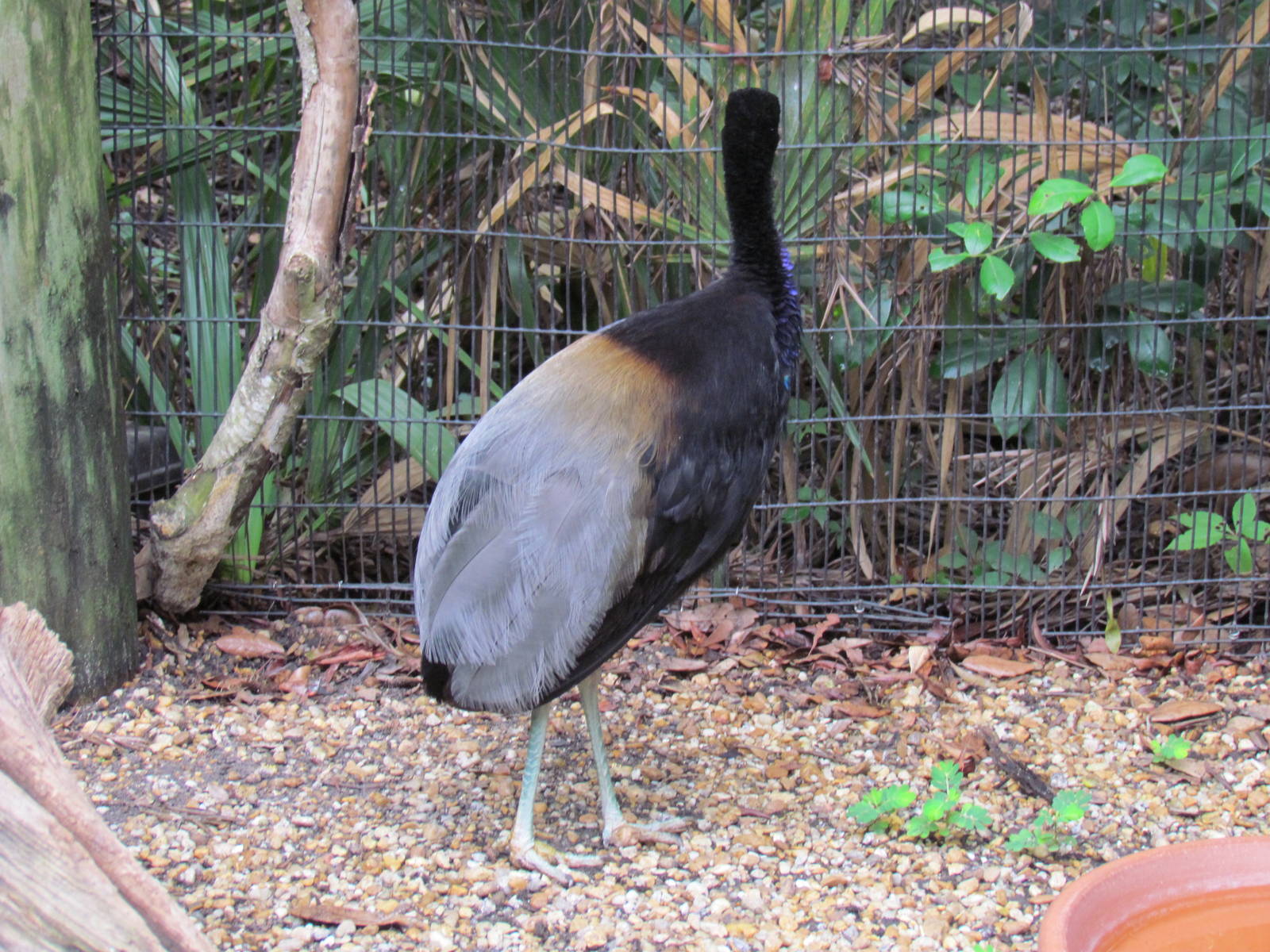 Grey-Winged Trumpeter