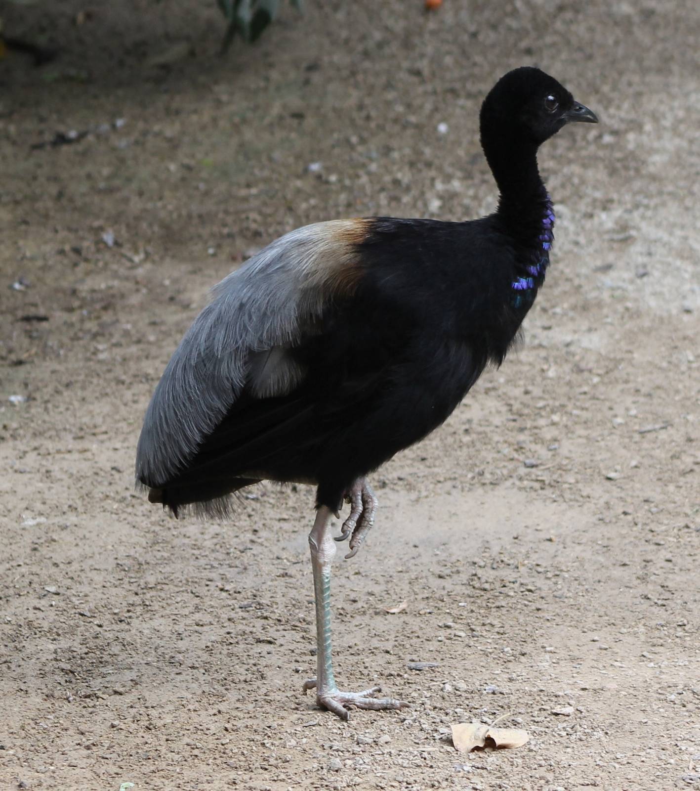 Grey-winged trumpeter