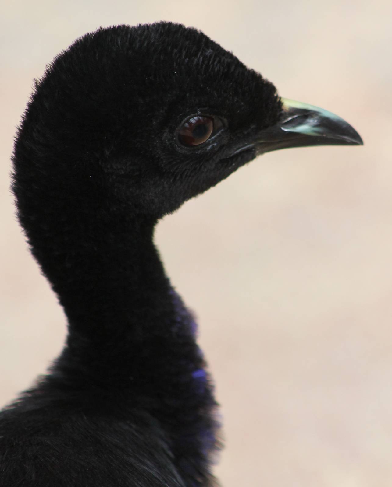 Grey-winged trumpeter