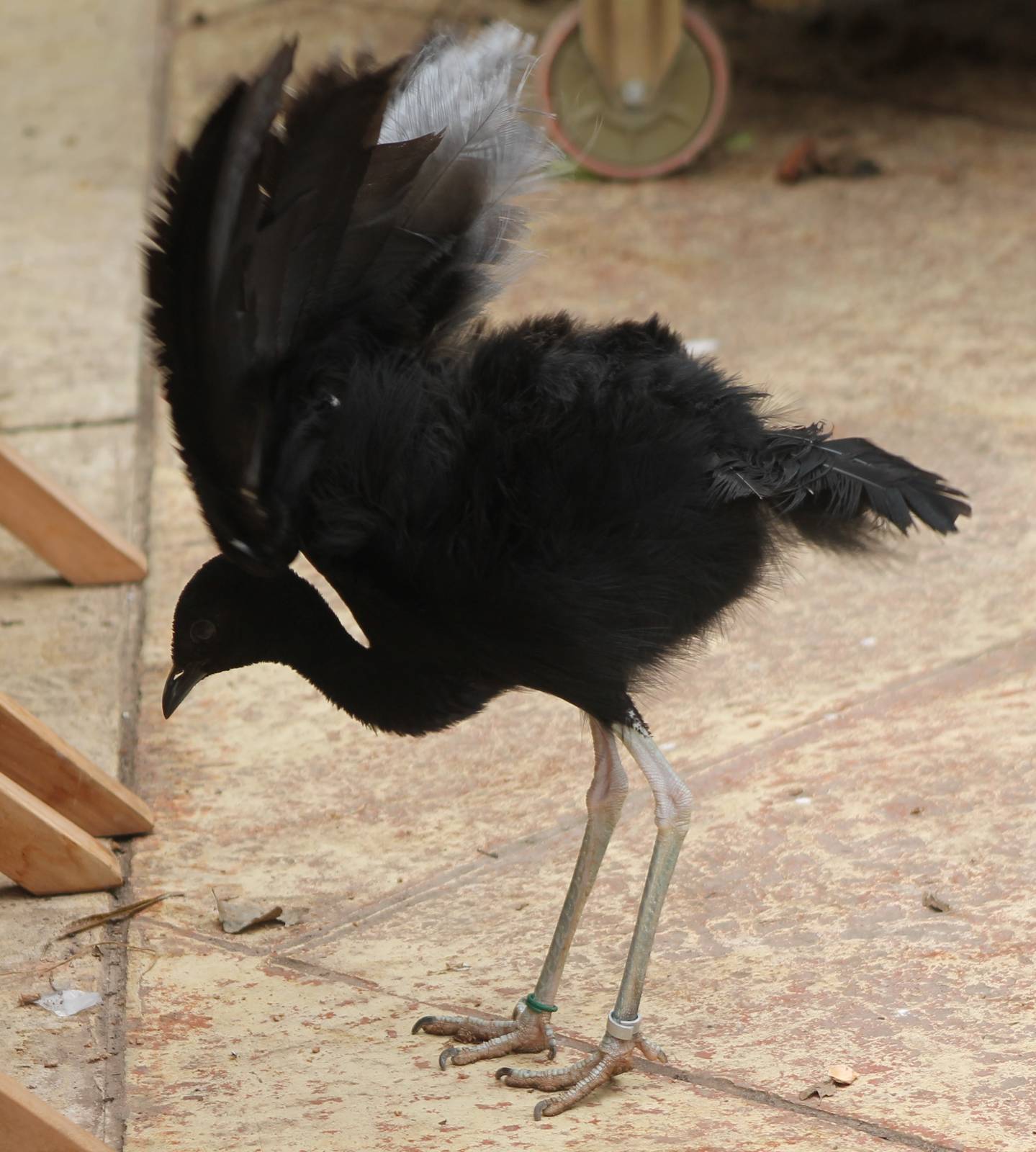 Grey-winged trumpeter