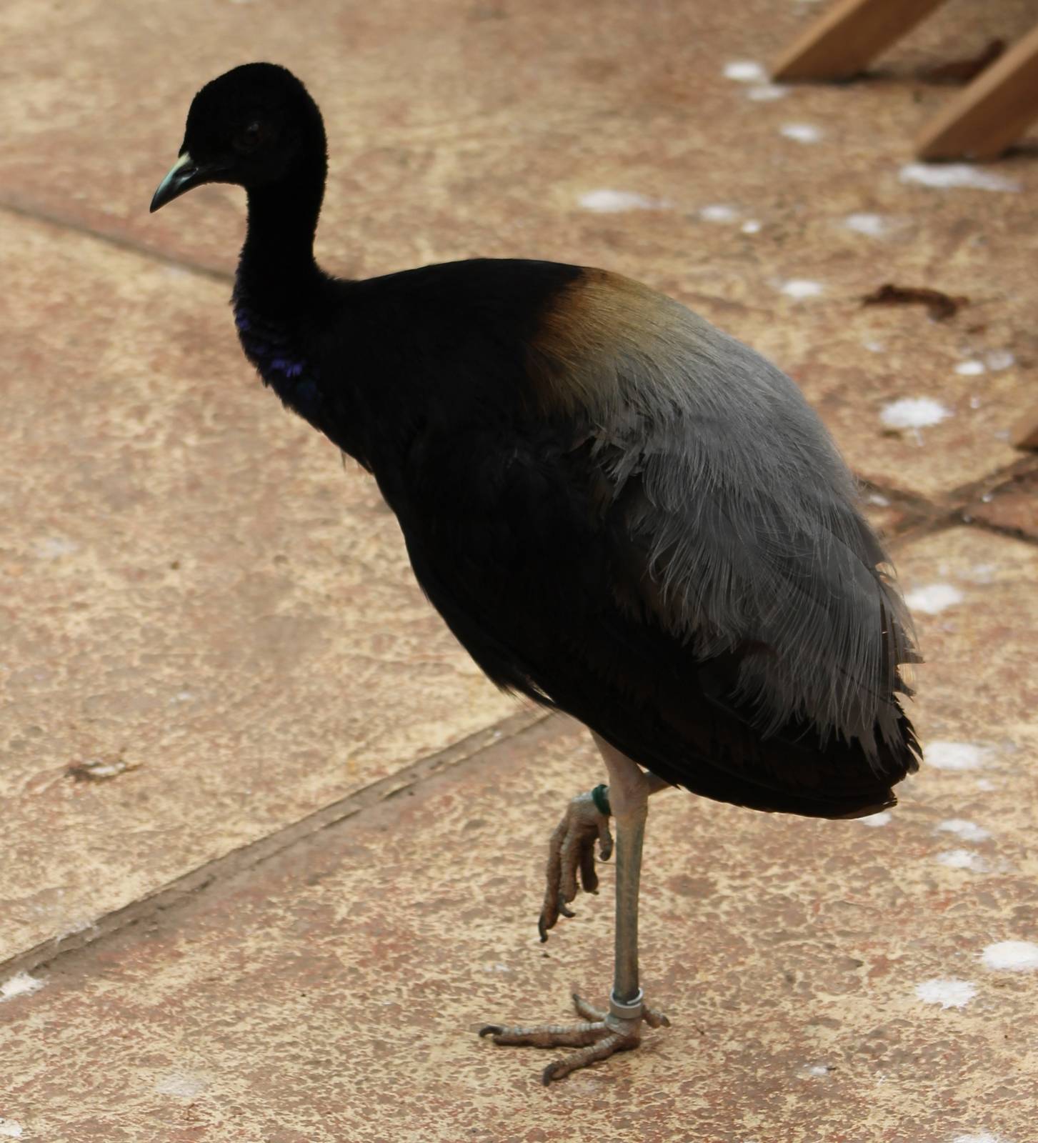 Grey-winged trumpeter