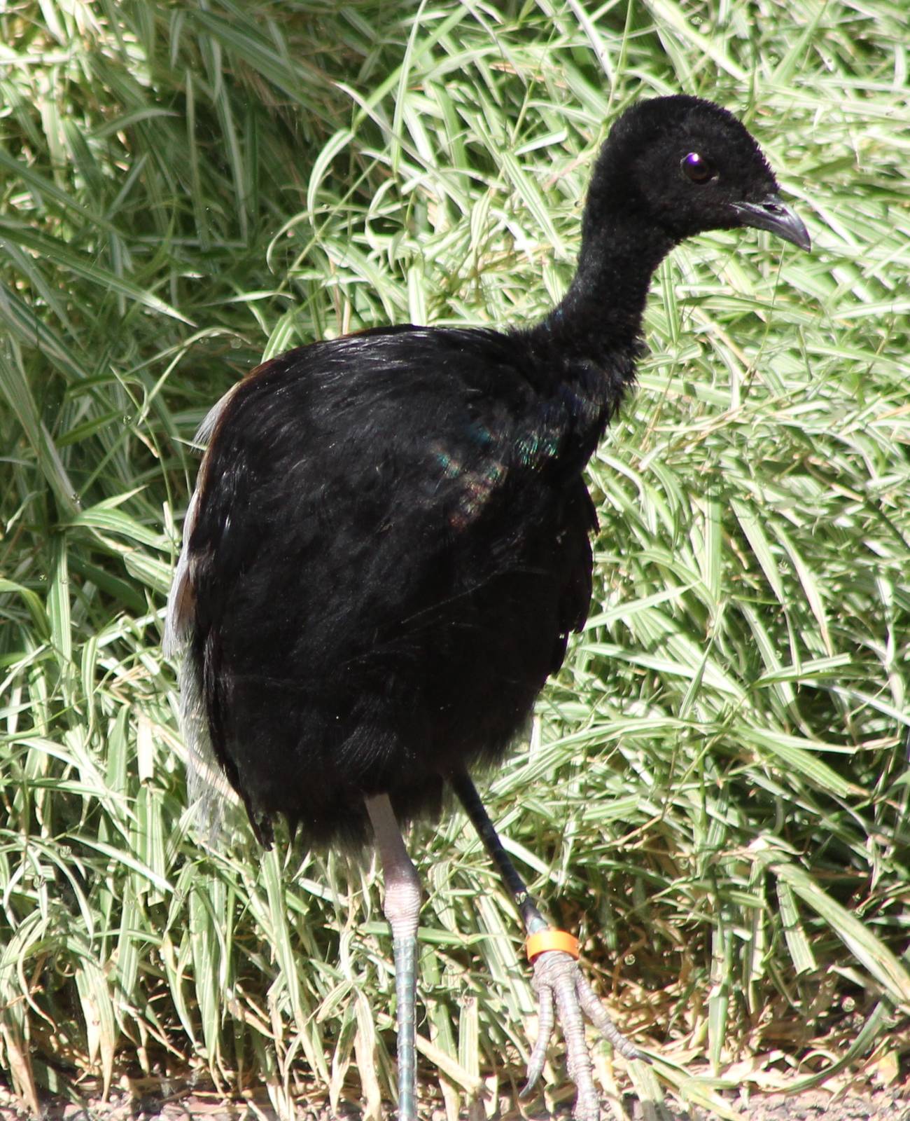 Grey-winged trumpeter
