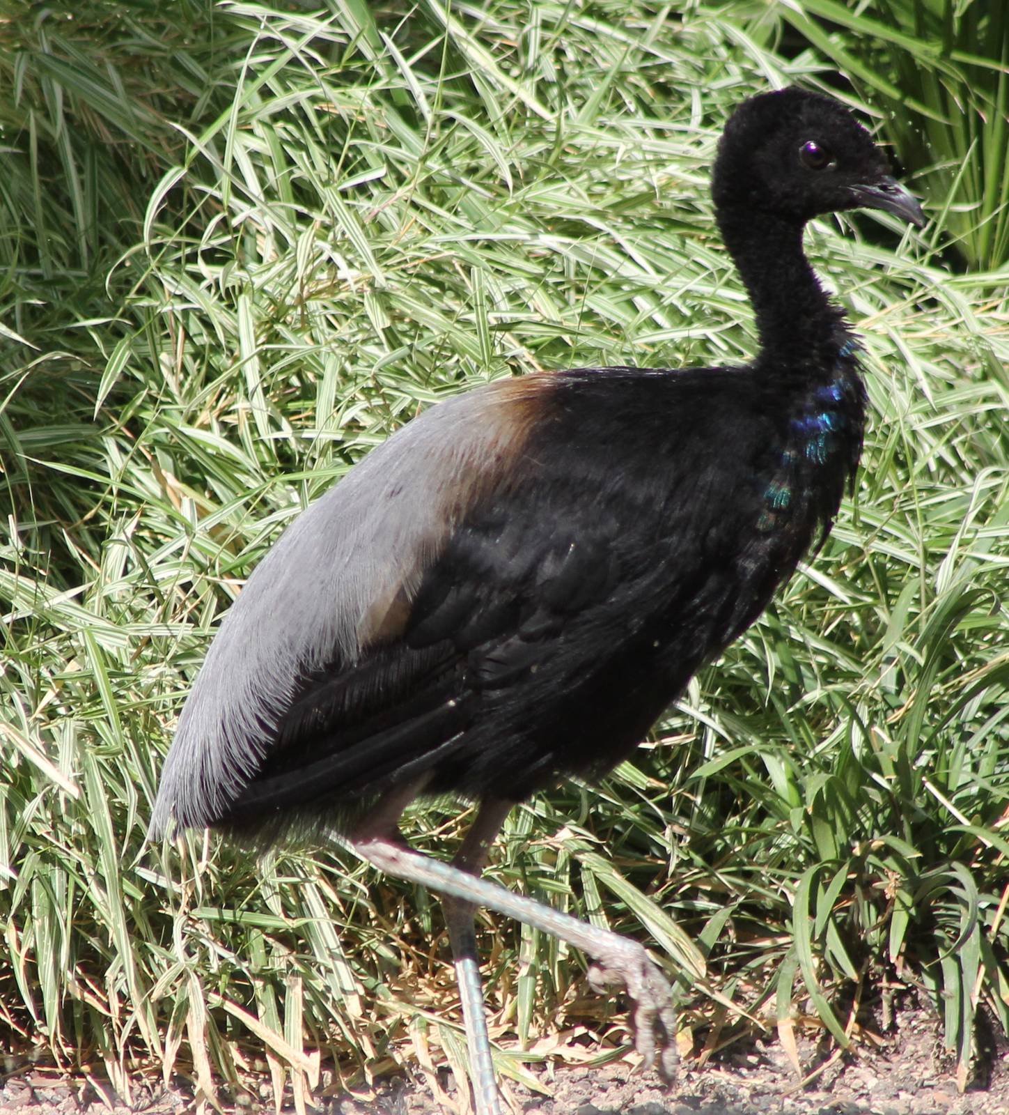 Grey-winged trumpeter