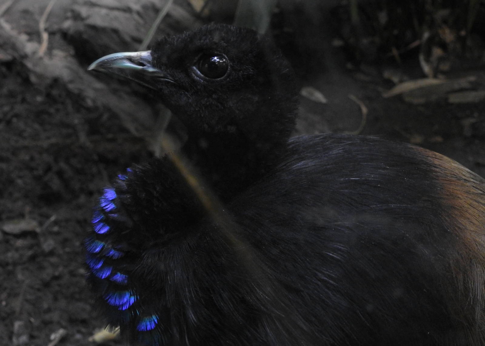 Grey Winged Trumpeter