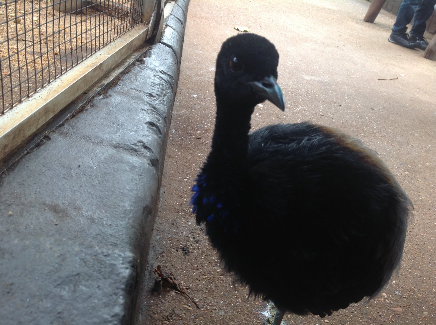 Grey-Winged Trumpeter