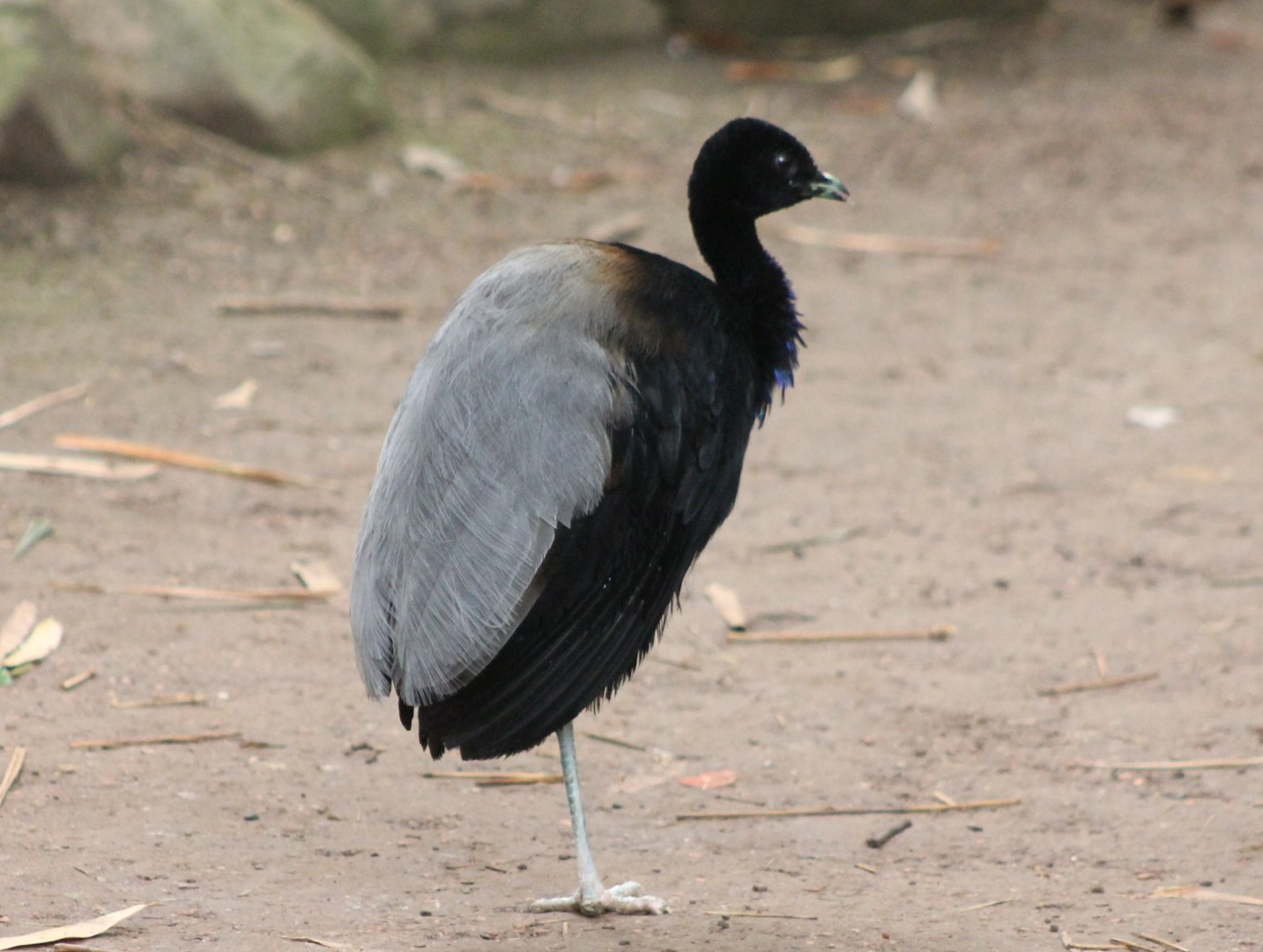 Grey-winged trumpeter