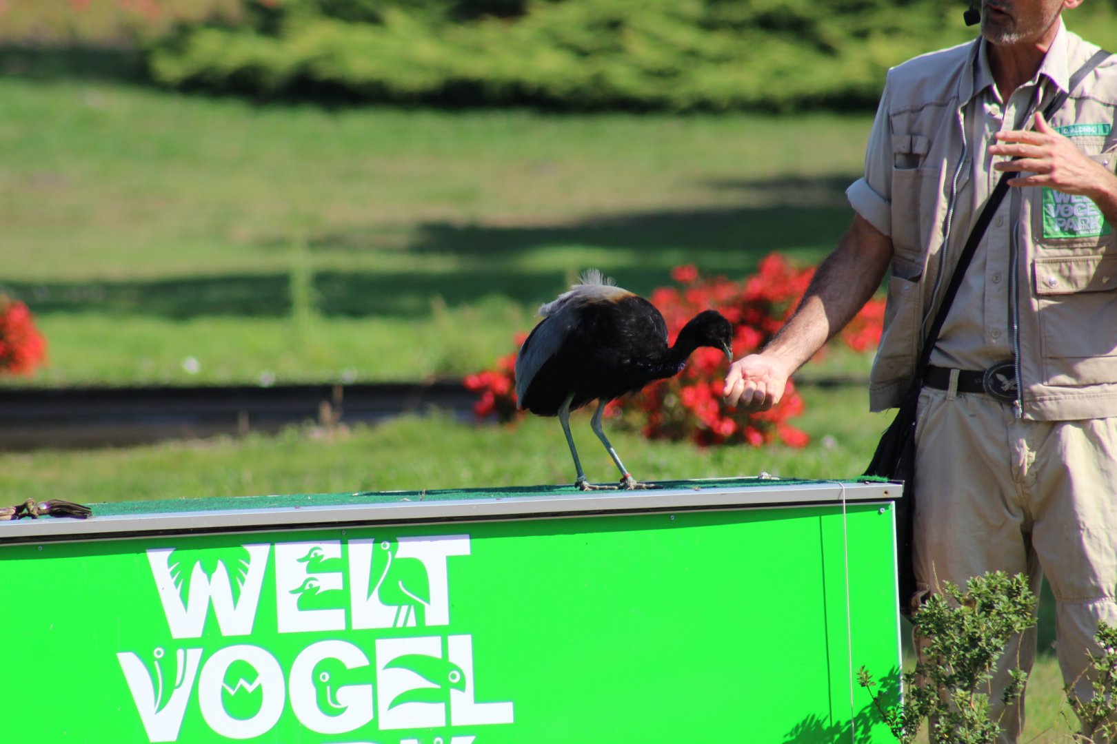 Grey-Winged Trumpeter