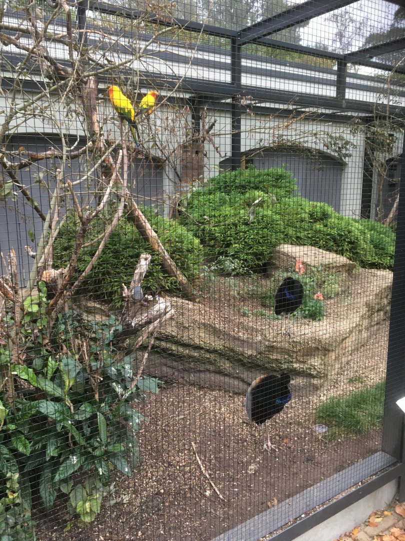 Grey winged trumpeter