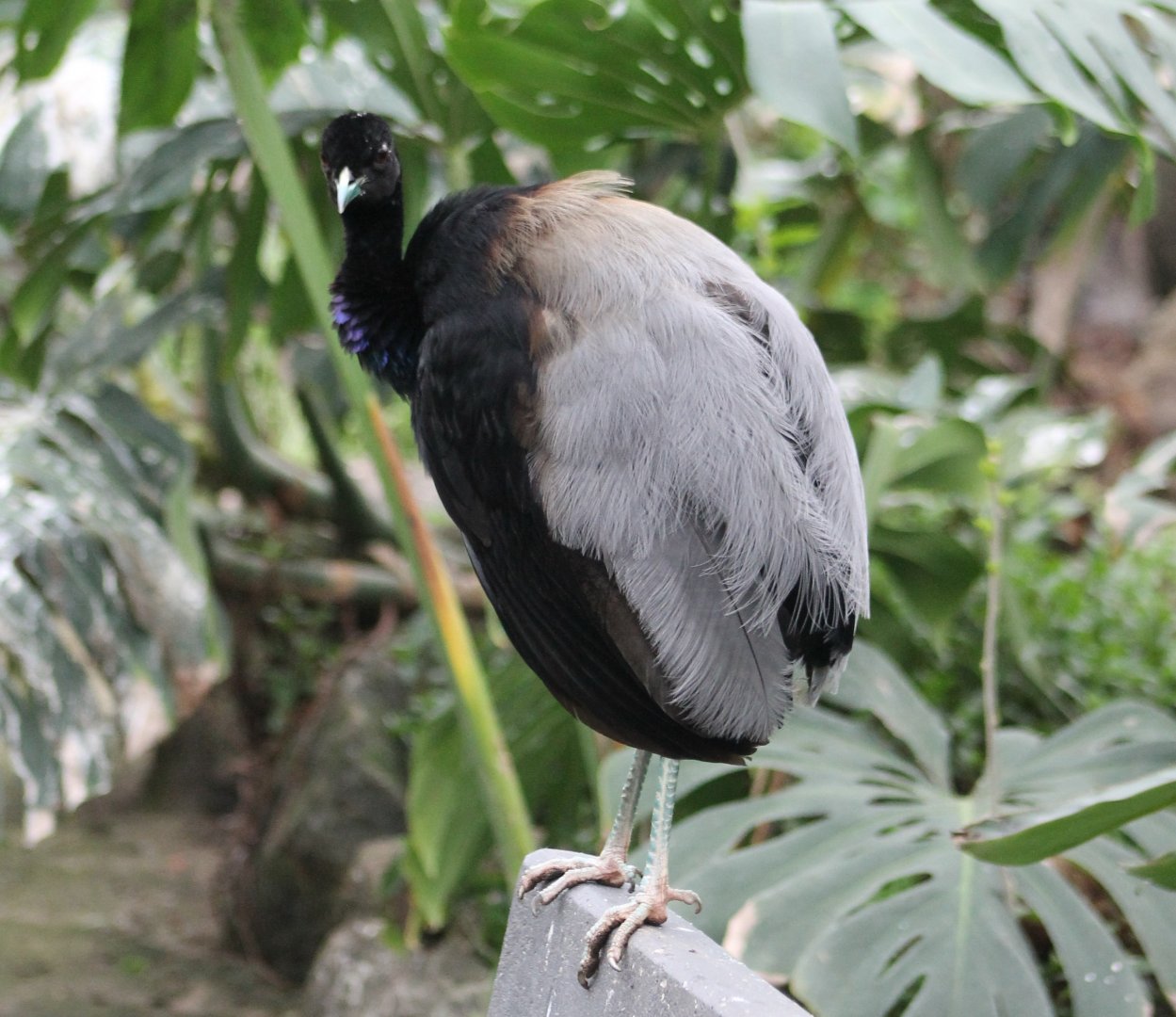 Grey-winged trumpeter