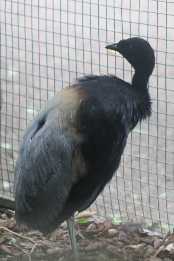 Grey-winged trumpeter