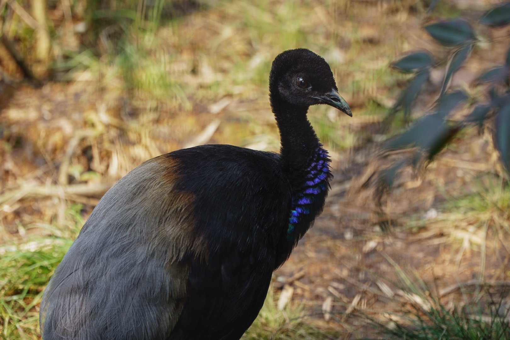 Grey-winged trumpeter