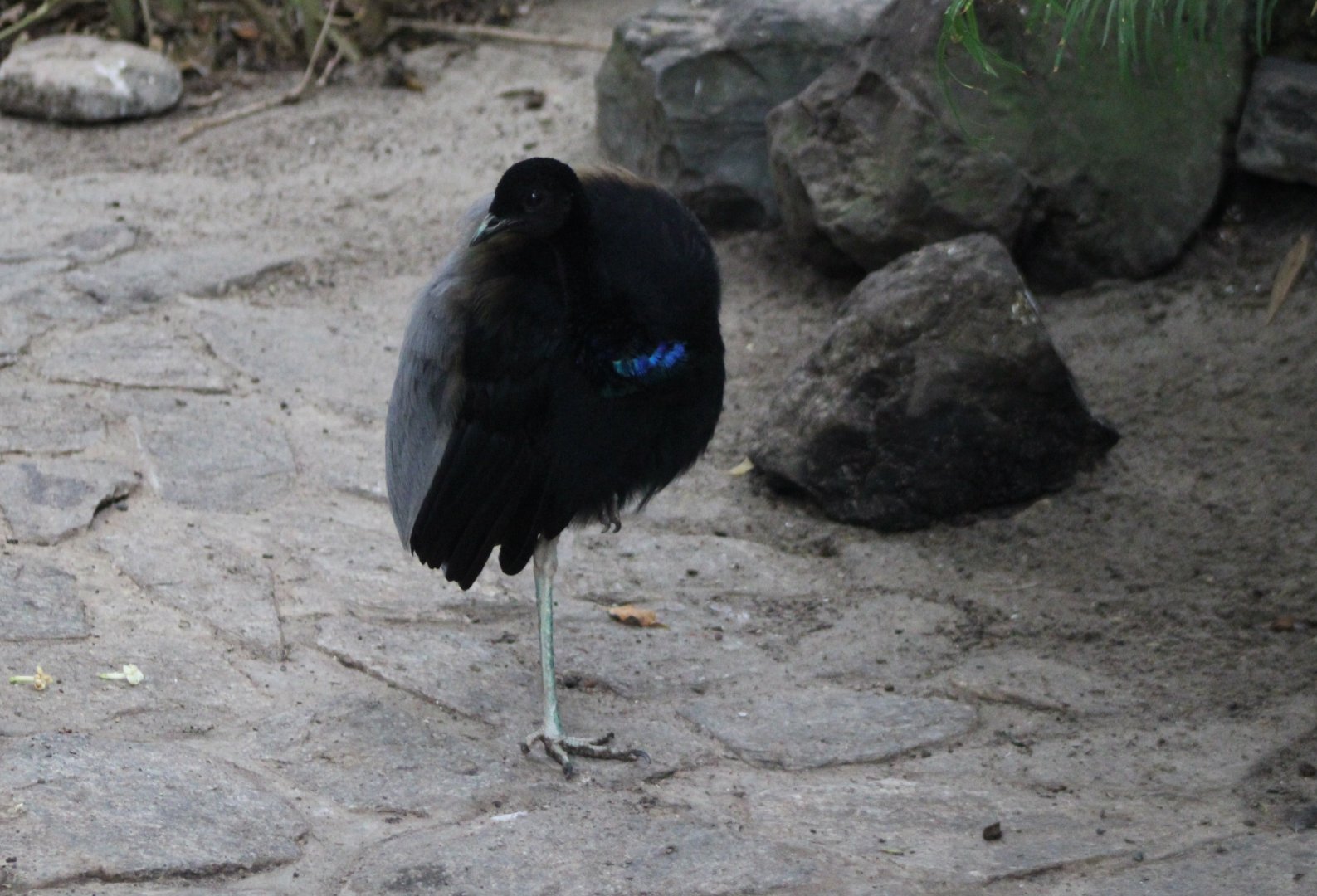 Grey-winged trumpeter