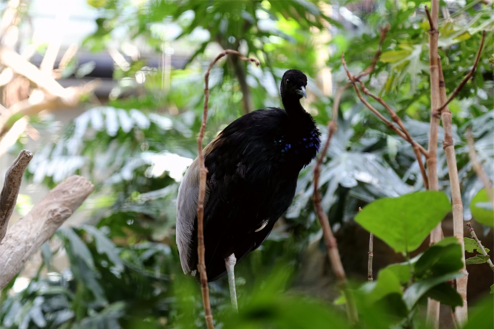 Grey-winged Trumpeter