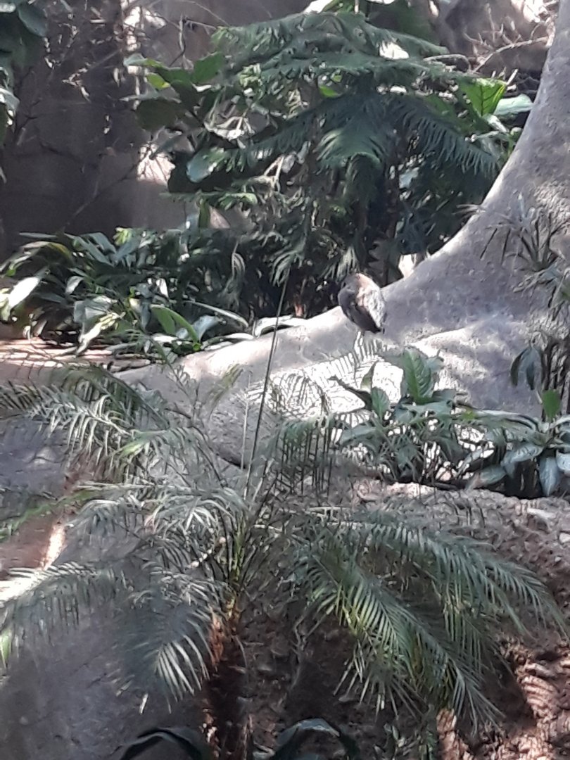 Grey-winged trumpeter