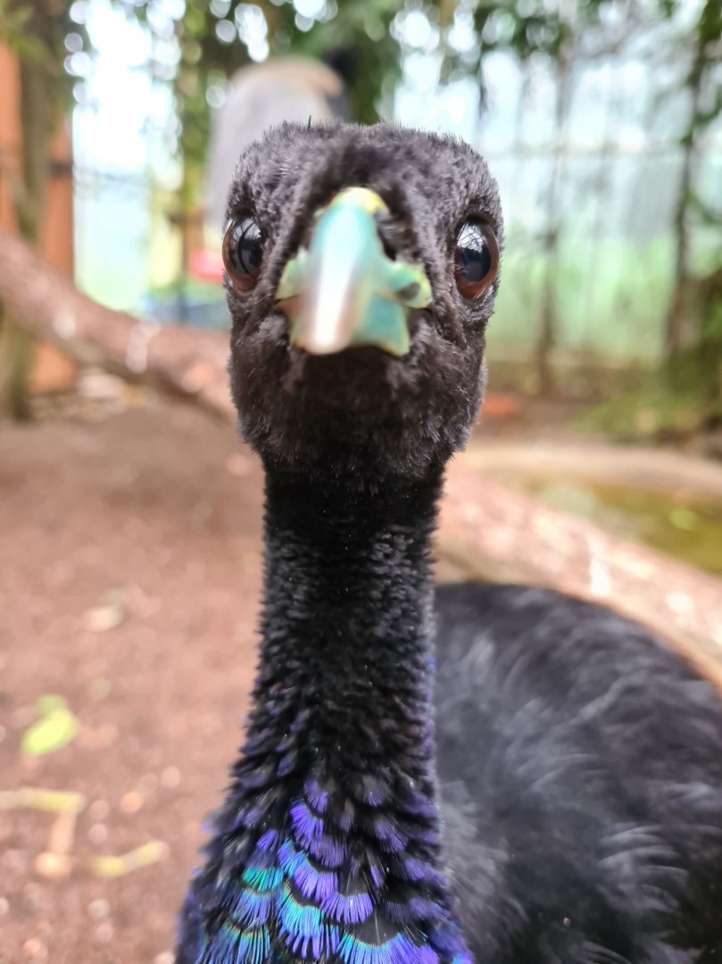 Grey-winged trumpeter